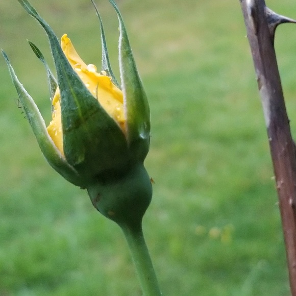 Meet your Posher, Crystal - Picture 2 of 2